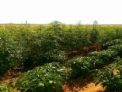 Şanlıurfa`da 5 Bin 100 Kök Hint Keneviri Ele Geçirildi