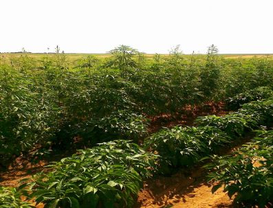 Şanlıurfa`da 5 Bin 100 Kök Hint Keneviri Ele Geçirildi