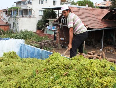 Sarıgöl’de Şaraplık Üzüm Alımları Başladı