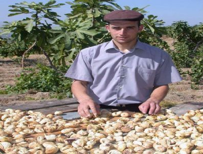 Temmuz Ayında Bir Milyon Kilogram İncir İhraç Edildi