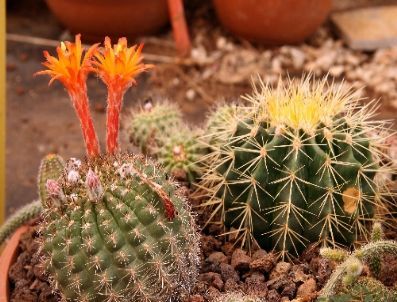 Türkiye`nin En Büyük Kaktüs Çiftliğini Kurdu