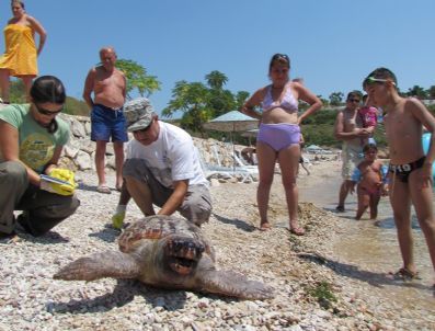 3. Caretta Caretta Katliamı Haberi Didim’den Geldi