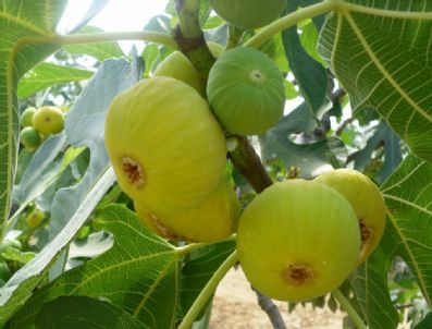 BIRGI - Birgi İrimağzı İncirinde Bu Yıl Umut Var