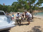 Didim`de Caretta Caretta Katliamı