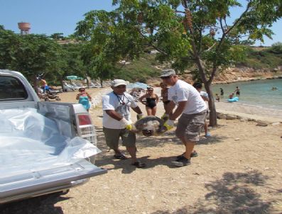 Didim`de Caretta Caretta Katliamı