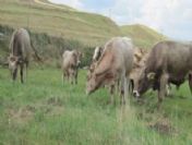 Fethiye`de Şap Karantinası