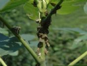 `ricania Simulans` İsimli Böcek Tarım Arazilerini Tehdit Ediyor