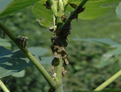RIZE TARıM İL MÜDÜRLÜĞÜ - `ricania Simulans` İsimli Böcek Tarım Arazilerini Tehdit Ediyor
