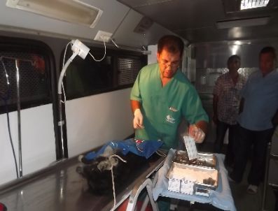 Bartın`da 80 Köpeğe Aşılama, Kısırlaştırma ve Küpeleme İşlemi Yapıldı