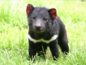 Dünyanın en utangaç hayvanları