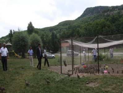 Karagöl`e 750 Kınalı Keklik Salındı