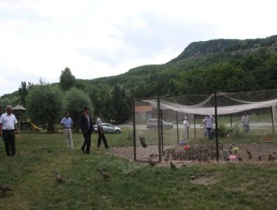 Karagöl`e 750 Kınalı Keklik