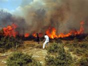 Milas'ta orman yangını