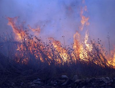 HÜSEYIN ERGI - Tire`de Çıkan Yangında Zeytin ve Çamfıstığı Ağaçları Kül Oldu
