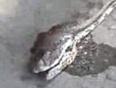 Adıyaman'da 8 metreli yılan bulundu