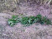 Ekin İçinde Uyuşturucu Yetiştirdi