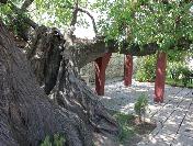 Hüdavendigar‘ın Ölümüyle İkiye Ayrıldığı Söylenen Dut Ağacı Onarıldı