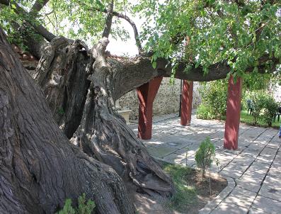 Hüdavendigar‘ın Ölümüyle İkiye Ayrıldığı Söylenen Dut Ağacı Onarıldı