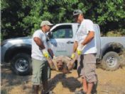 Kuşadası'nda İki Yetişkin Caretta Caretta Öldürüldü