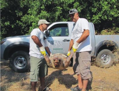 Kuşadası'nda İki Yetişkin Caretta Caretta Öldürüldü