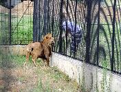 Trafikte Yakalanan Aslan Vahşi Ortama Ayak Uyduruyor