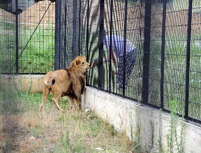 Trafikte Yakalanan Aslan Vahşi Ortama Ayak Uyduruyor
