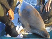 Yaralı yunus 14 saatlik operasyonla kurtarıldı
