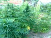 Yaşlı kadının kenevir savunması