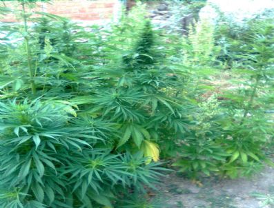 Yaşlı kadının kenevir savunması