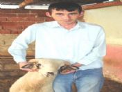 Manisa`da Dört Boynuzlu Koç İlgi Odağı Oldu