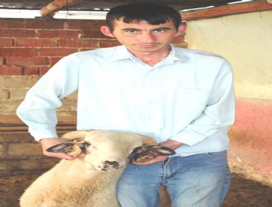 GENÇ OSMAN - Manisa`da Dört Boynuzlu Koç İlgi Odağı Oldu