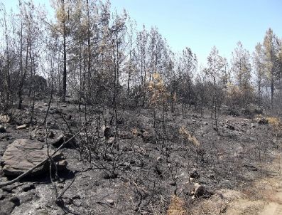 MUĞLA ORMAN BÖLGE MÜDÜRÜ - Milas`ta 30 Hektarlık Orman Alanı Zarar Gördü