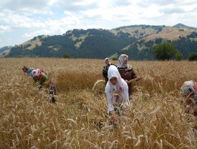Araçların Gidemediği Bin 500 Rakımlı Tepede, Ekin Biçip Kur`an Hatmi Yapıyorlar