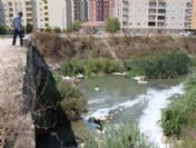 Balık Katliamının Yaşandığı Deredeki Çevre Faciası