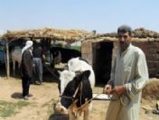 Harranlı Pamuk İşçisinden Somali`ye Sığır Yardımı