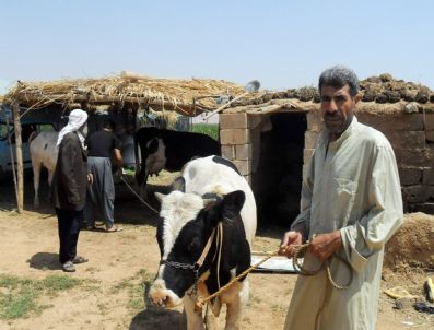 Harranlı Pamuk İşçisinden Somali`ye Sığır Yardımı