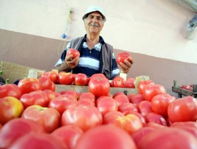 İsraille Aramız Bozuldu, Pembe Renkli Osmanlı Domatesinin Tohumları Gözde Oldu