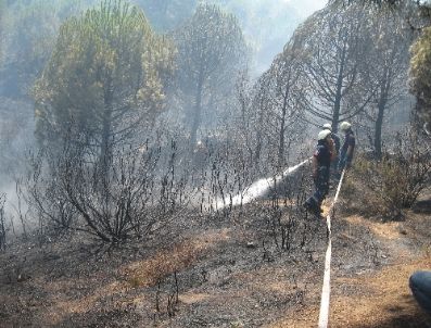 Sultangazi’de Orman Yangını