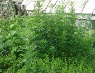 15 Bin 200 Kök Hint Keneviri Ele Geçirildi