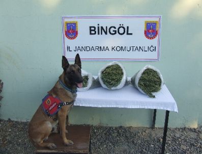 Bingöl`de 19.5 Kilo Esrar Ele Geçirildi