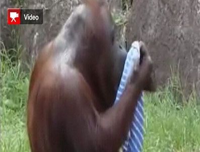 Bu orangutanın videosu internette tık rekoru kırdı