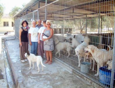 HAYVAN HAKLARı FEDERASYONU - Burhaniye’de Köpek Barınağına Tam Not