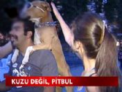 Güneş gözlüğüyle motosiklet turu yapan Pitbul