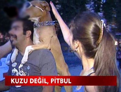 Güneş gözlüğüyle motosiklet turu yapan Pitbul