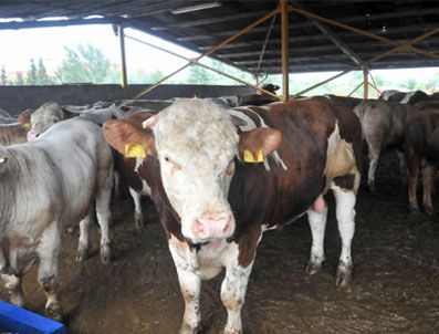 İthal etle yerlinin fiyatı eşitlendi