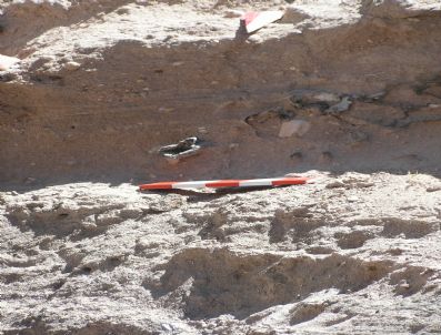 Kapadokya`da Boyları 16 Metre Yüksekliğe Ulaşan Hayvanların Yaşadığı Ortaya Çıktı