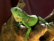 Küçük yeşil dost kertenkele