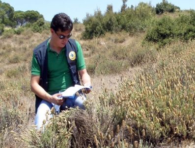 Lavanta Köylülerin Geçim Kaynağı Oldu