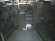 Siirt'teki saldırı güvenlik kamerasında