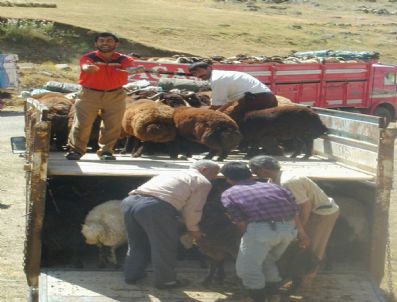Son 5 Yıldır Trakya’da Şap Görülmedi